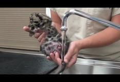Facebook: El leopardo cachorro que cautiva a todo el mundo (VIDEO)