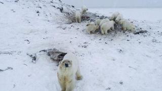 Cambio climático: manada de más de 50 osos polares flacos y hambrientos buscan comida en aldea Rusa