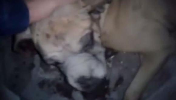 Jóvenes rescatan un perro tras el terremoto en Chile