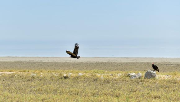 Reaperturan Santuario Nacional Lagunas de Mejía para visita de turistas (Foto: Promarequipa)