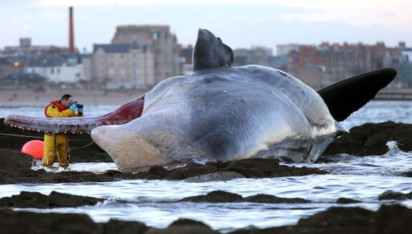 Cachalote de más de 16 metros varó en una playa de Uruguay