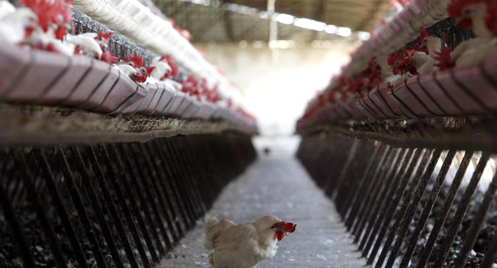 China detects world's first case of H10N3 bird flu in humans