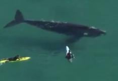 Tres jóvenes surfean con una ballena en Australia