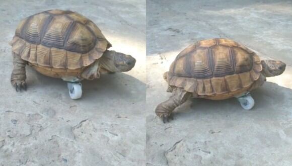 Bianca es una tortuga con discapacidad que ha conmovido a millones de personas al desplazarse con una ruedita. (Foto: TikTok/@sollozaa).