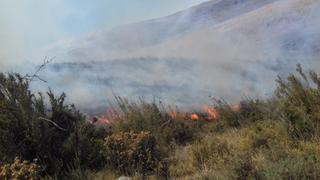 Se registra el incendio forestal más grande en los últimos años en Arequipa | FOTOS