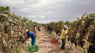 Gremio de agricultores pide rescate de S/ 5.000 millones en créditos para la agricultura familiar