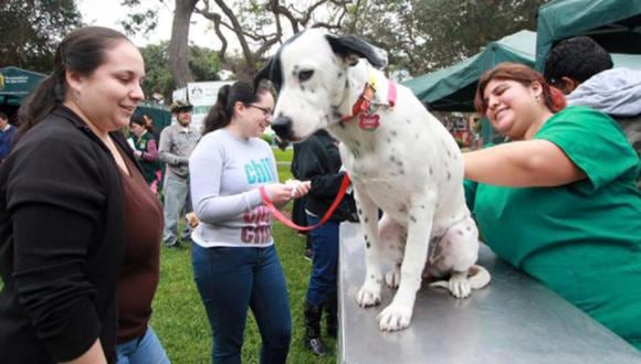 Recuerda llevar a su mascota con su correa y bolsas para recoger las excretas