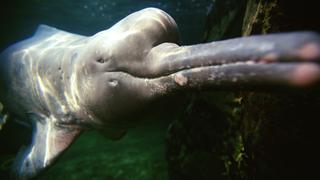 Delfín rosado | El papel clave que tiene este mamífero en la Amazonía | VIDEO