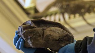 Científicos revelan el misterio de un famoso fósil hallado en la Antártica 