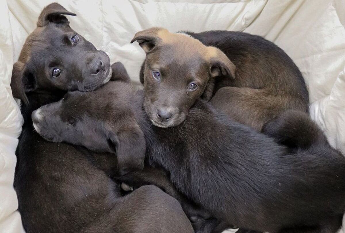 Los animales ahora reciben el amor y cuidado que necesitaban desde un inicio. (Facebook: @hsnega)