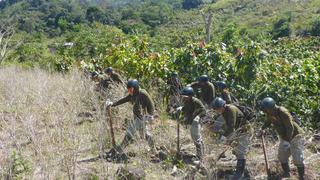Desde febrero se han erradicado más de 19 mil hectáreas en el Alto Huallaga