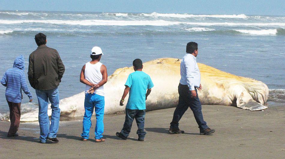 Una ballena jorobada varó esta mañana en playa de Chiclayo - 8