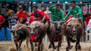 Las temerarias carreras de búfalos levantan miles de pasiones y críticas en Tailandia