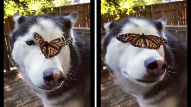 Un perro siberiano y una mariposa protagonizan un simpático viral de Facebook. (Captura)
