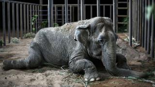 Murió Ramba, la elefanta maltratada durante 40 años en circos chilenos 