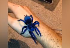 Facebook: conmoción en redes por la aparición de una araña azul en Brasil