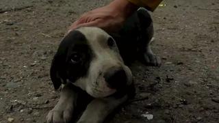 La historia del fotoperiodista que salvó a un perrito en un incendio en California