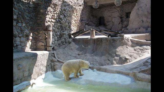 Murió el oso polar Arturo en un zoológico argentino [FOTOS] - 6