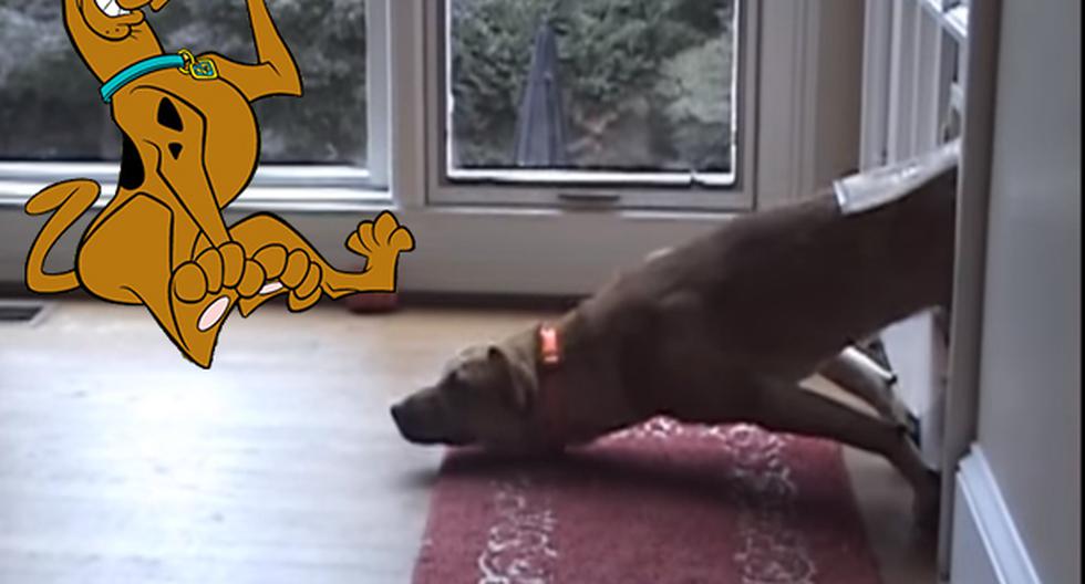 Un divertido cachorro intenta atravesar la puerta de una manera graciosa. (foto: captura)