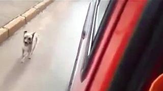 YouTube: perro corre tras ambulancia donde iba dueño enfermo