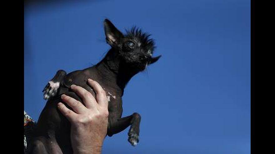 El perro más feo del mundo vive en EE.UU. y se llama SweePee - 8