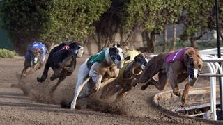 Prohibieron las carreras de galgos en estado de Australia