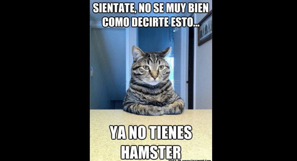 El Día del Gato no se celebra únicamente cada 8 de agosto, sino en otras dos ocasiones al año. (Foto: Facebook)