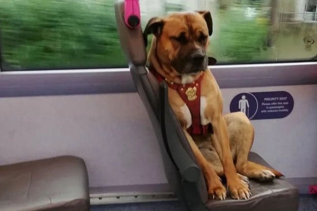 La historia protagonizada por la mascota desató toda clase de reacciones en las redes sociales. (Foto: Gemma Burton en Facebook)