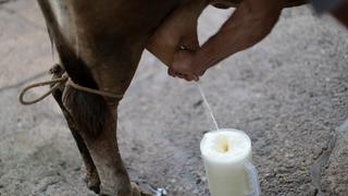 Gremio de ganaderos lecheros anuncia paro nacional desde mañana