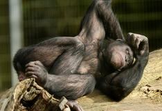 El patrullaje de chimpancés aumenta el grupo a pesar del riesgo de agresión