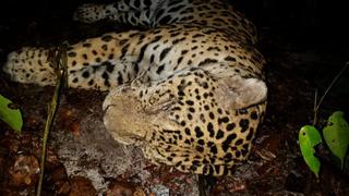 Tráfico y minería ilegal acorralan al jaguar en áreas protegidas de Surinam