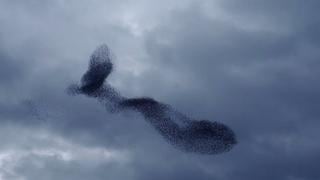 YouTube: bandada de aves crea arte en el cielo (VIDEO)