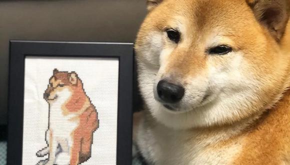 El popular perrito de los memes no se encuentra bien de salud. (Foto: Instagram @balltze)