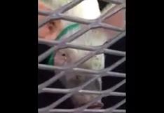 EEUU: "Arrestan" a un cerdo y "en venganza" dejó esto en patrulla