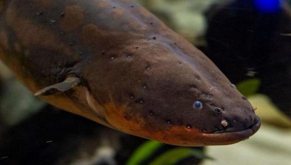 Una anguila 'alimenta' con su energía eléctrica las luces de un árbol navideño de un acuario estadounidense | Foto: @EelectricMiguel