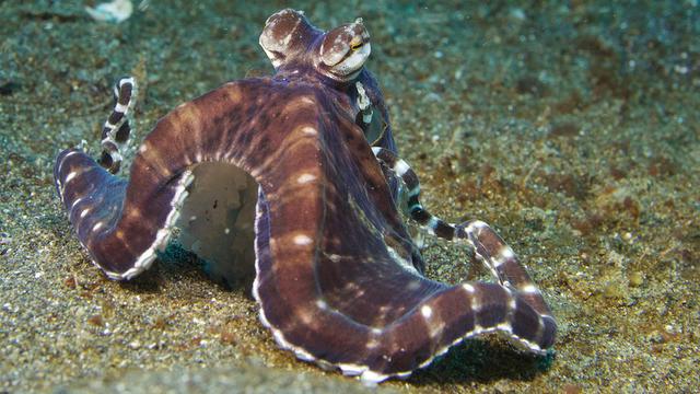 5 trucos que hace en la vida real el pulpo de "Buscando a Dory" - 4