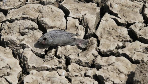 Escasez de peces en lago de África se debe al cambio climático