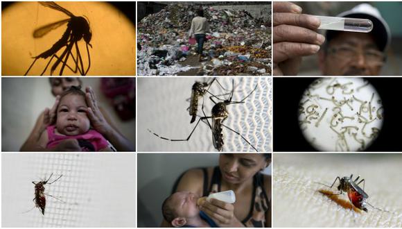 Zika: El temido virus ya está presente en 33 países
