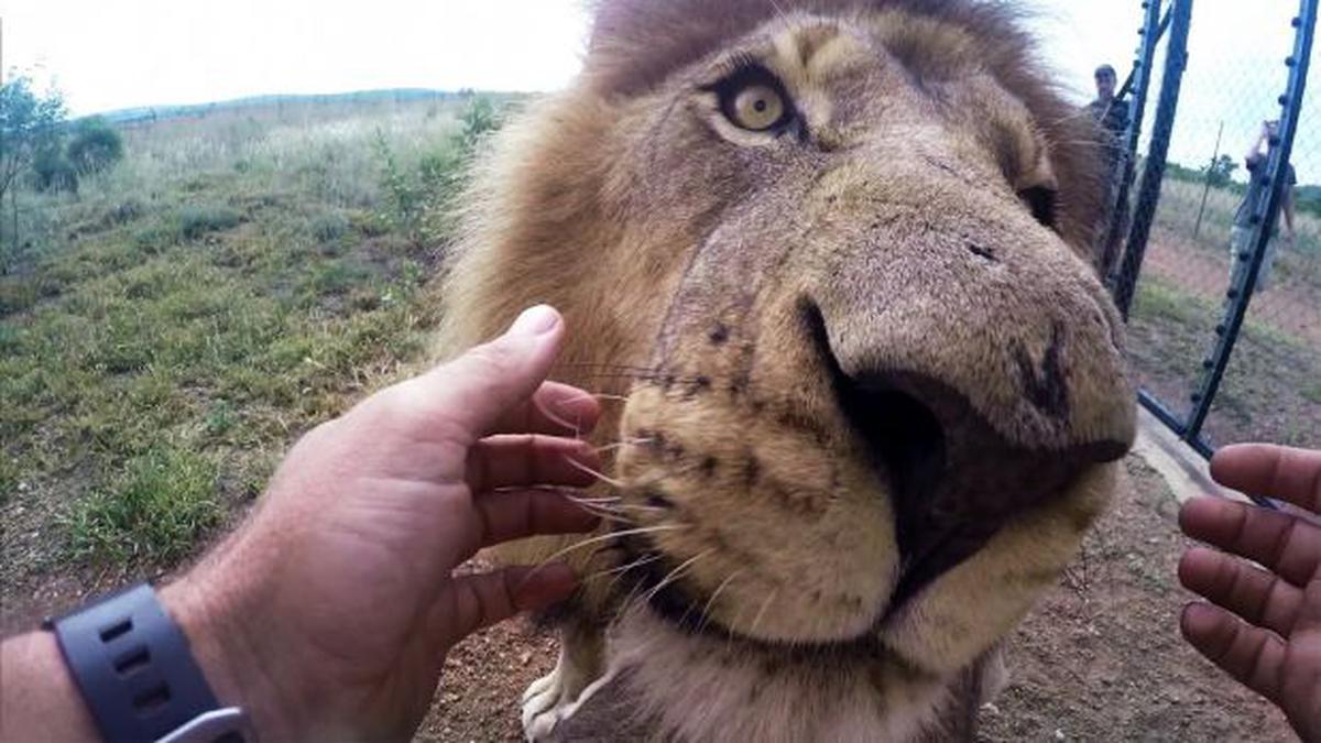 Dentista de leones, una arriesgada profesión [VIDEO] | REDES-SOCIALES | EL  COMERCIO PERÚ