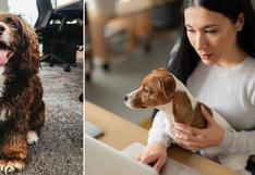 Día Mundial de llevar al Perro al Trabajo: la oportunidad perfecta para que WUF visite tu oficina