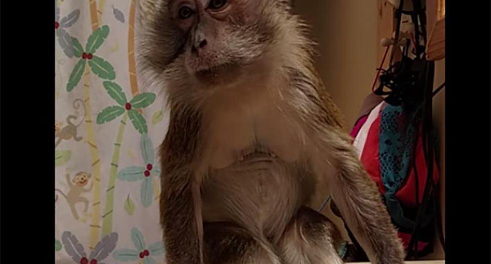 Tierno mono se comporta mejor que un niño cuando lo bañan. (Foto: Captura)