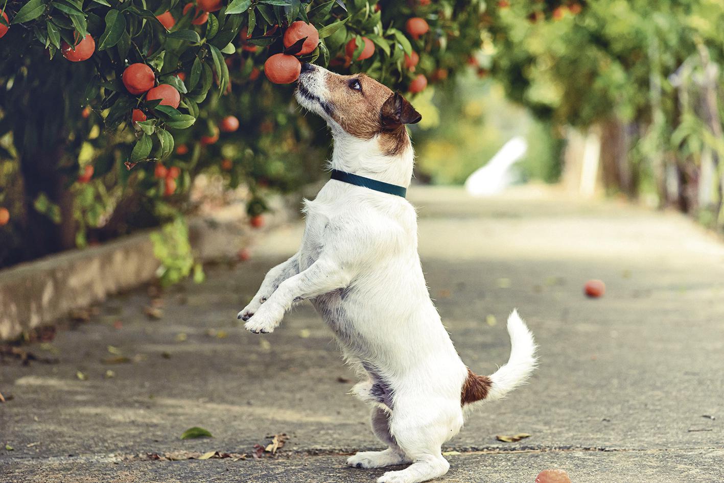 El olfato de los perros podría evitar la desaparición de los cítricos en el mundo.