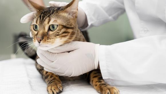 La insuficiencia renal en gatos podría ser más común de lo que parece. (Foto: Freepik)