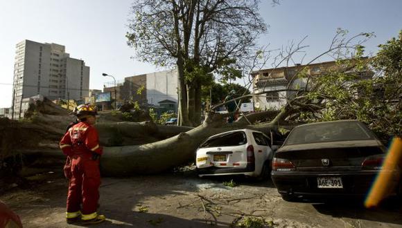 Caída de árboles: posibles causas y cuidados a tomar en cuenta | LIMA | EL  COMERCIO PERÚ