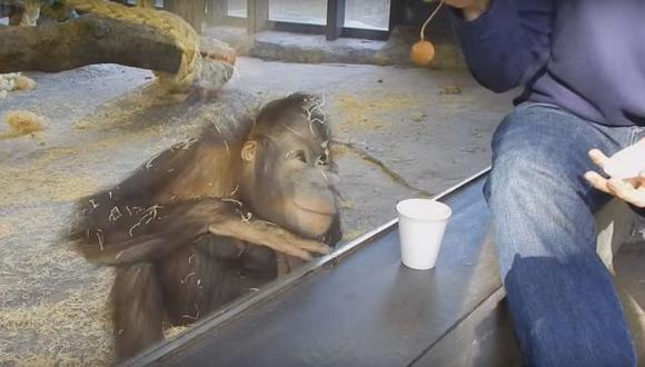 Este orangután no aguantó la risa por "acto de magia" [VIDEO]