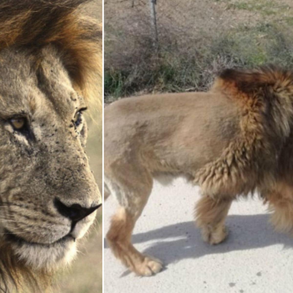 Facebook viral | Informan que un león anda suelto por una calle y luego se  descubre la verdadera identidad del animal | Tendencias | FB | Face | Redes  Sociales | Curiosidades |
