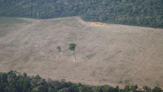 Brasil dejará de combatir la deforestación de la Amazonía porque Bolsonaro cortó fondos para operaciones contra la tala