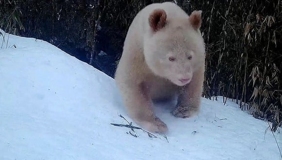 El oso no tiene manchas en su cuerpo y posee ojos rojos únicos. (Foto: @XHNews / Twitter)