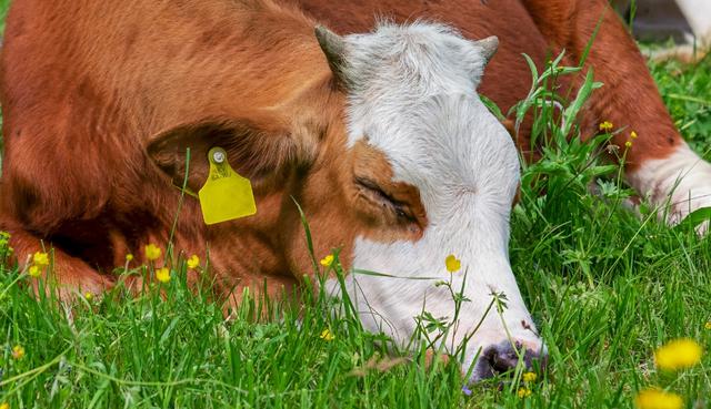 Una menor cautivó a unas vacas de una forma asombrosa. (Referencial - Pixabay | Facebook)