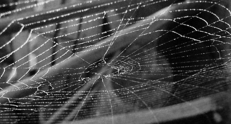La seda de araña es la materia prima de las telarañas. (Foto: Pixabay)